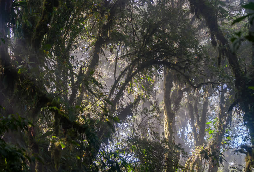 Monteverde