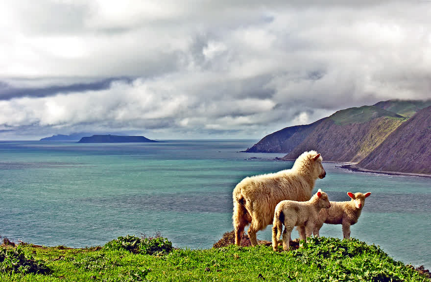 Wellington